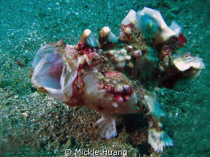 ROAR
Frogfish
Anilao the Philippines by Mickle Huang 